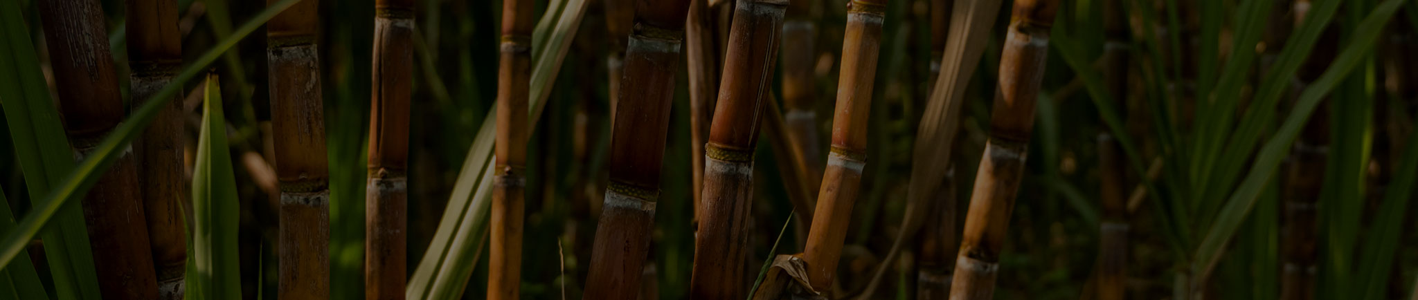CANE
